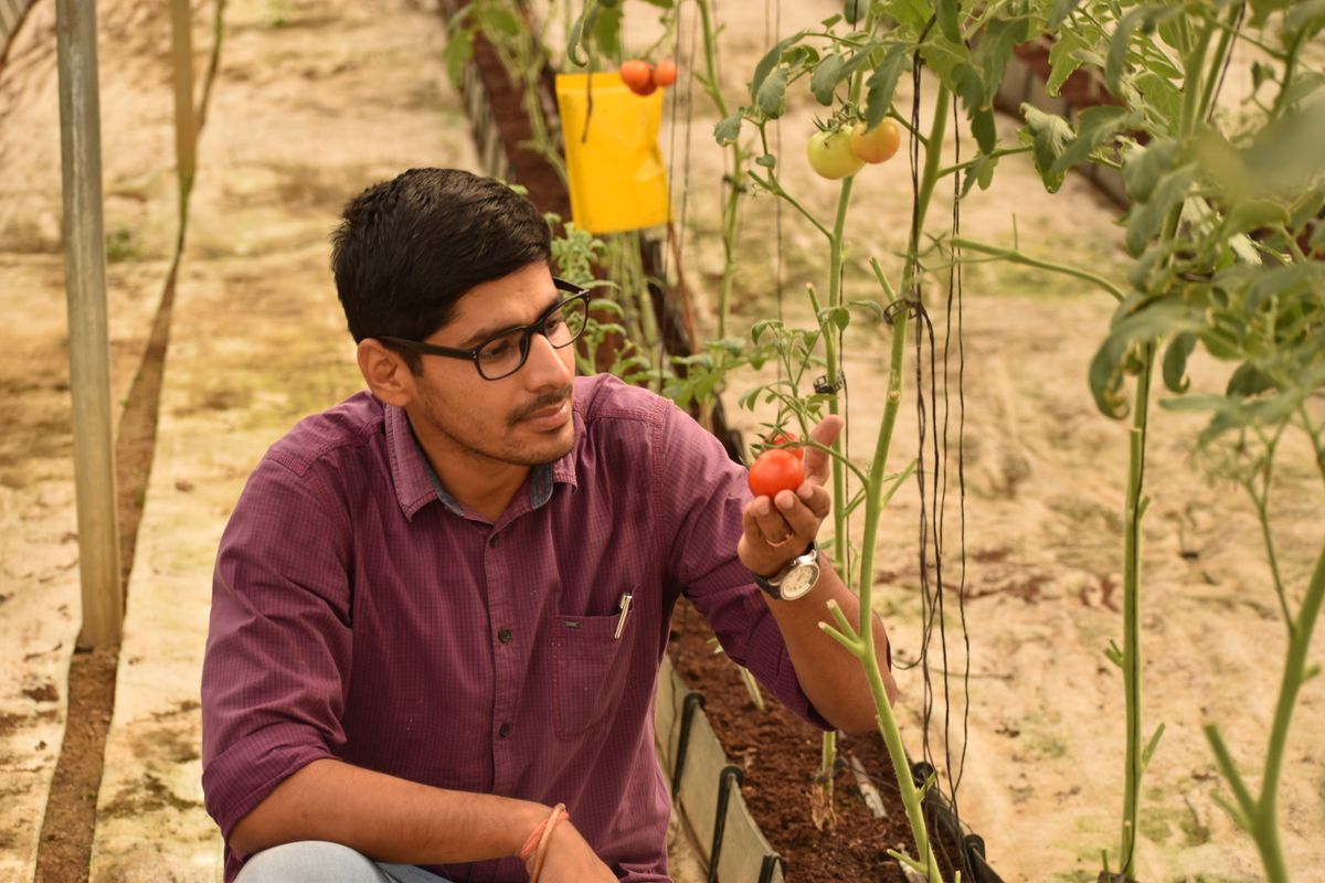 A grower examining ripening tomatoes in a greenhouse